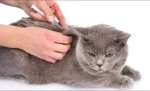 20 Manfaat Vaksin untuk Kucing Persia