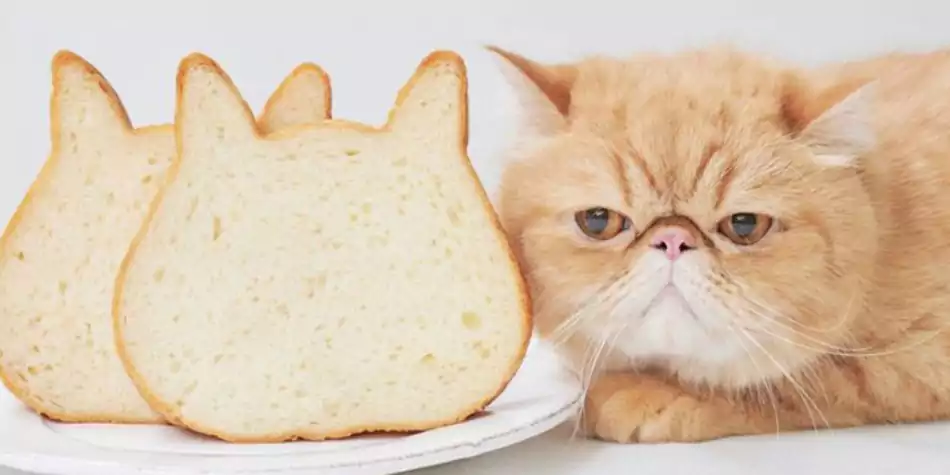 bolehkah kucing makan roti tawar