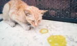 Penyebab Kucing Muntah Kuning: Kenali dan Cegah Dampaknya