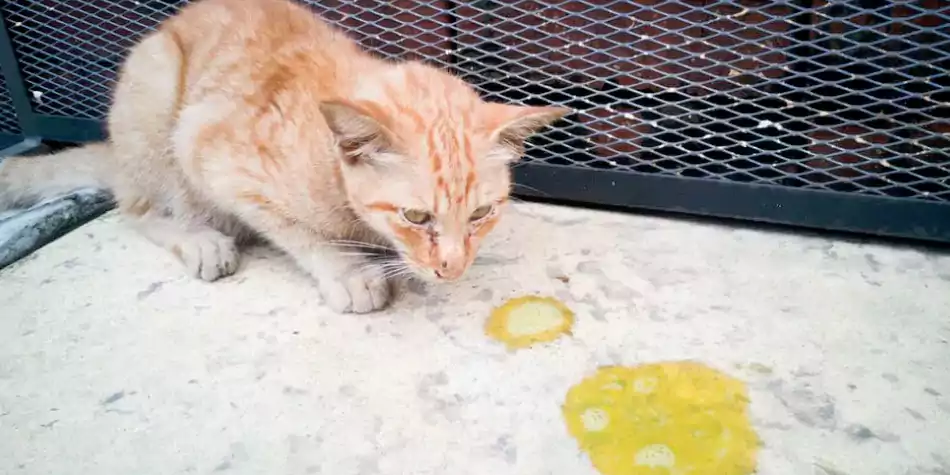 penyebab kucing muntah kuning