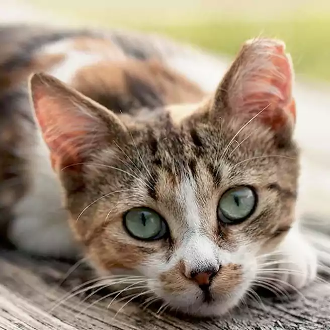 Bentuk eartip pada telinga kucing