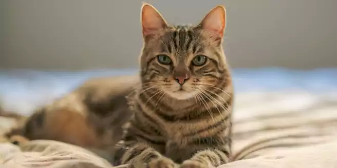 Bentuk telinga kucing yang belum dikasih tanda eartip kucing