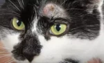 10 Penyebab Bulu Kucing Botak di Atas Mata