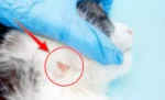 Cara mengatasi bulu kucing rontok karena jamur