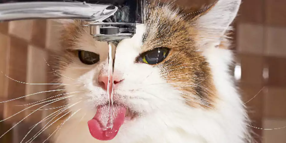 Ciri-ciri kucing dehidrasi