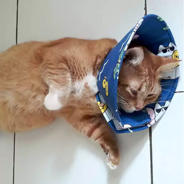E collar kucing yang terbuat dari kain