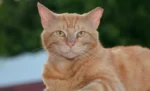 Kenali Eartip Kucing: Solusi Aman dan Efektif untuk Memantau Populasi Kucing Liar