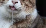 7 penyebab kucing mengeluarkan air liur kental terus-menerus