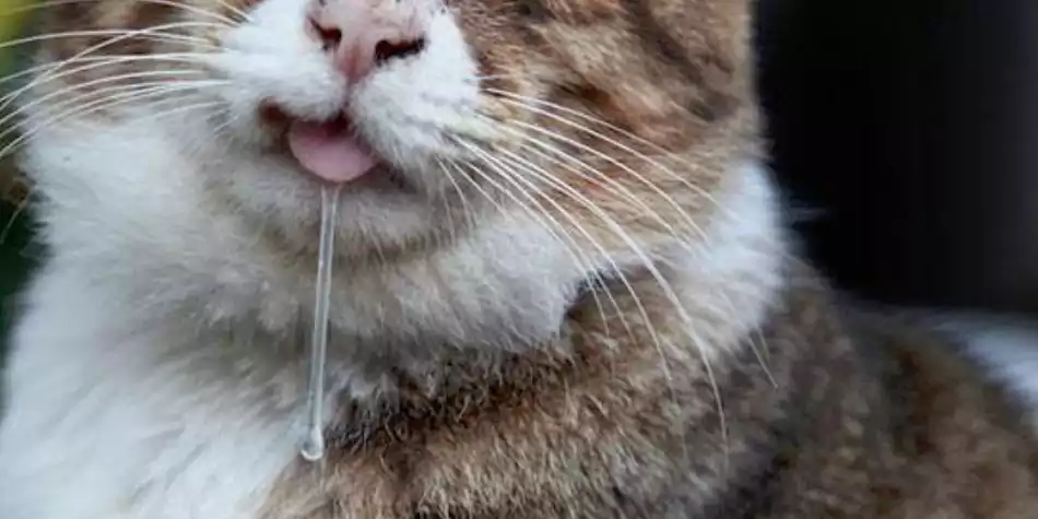 penyebab kucing mengeluarkan air liur