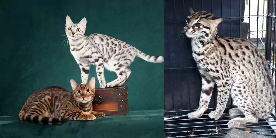 perbedaan kucing bengal dan kucing hutan