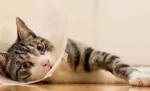 10 Alasan Pemilik Kucing Sebaiknya Steril Kucing Miliknya