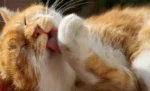 7 alasan kenapa kucing memakan bulunya sendiri