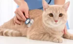 10 Kelebihan dan Kekurangan Steril Kucing yang Wajib Diketahui