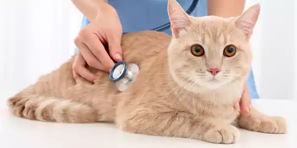 Kelebihan dan kekurangan steril kucing • Goldenmaze