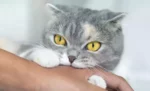 10 Alasan Kucing Suka Menggigit
