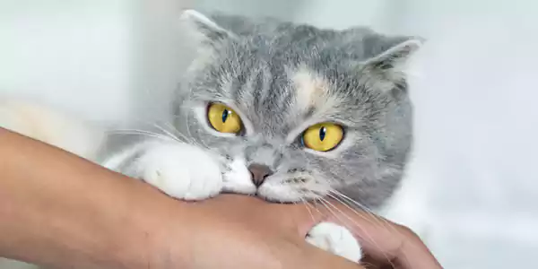 alasan kucing suka menggigit