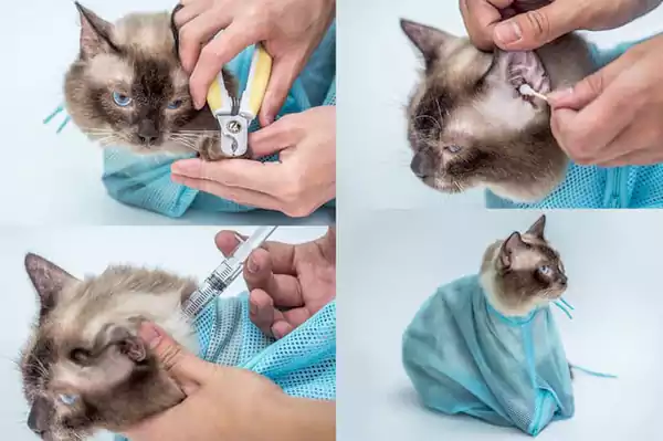Cara melakukan grooming kucing