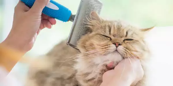 panduan lengkap dan praktis grooming kucing untuk pemula