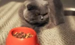 5 Alasan Kenapa Kucing Birahi Tidak Mau Makan