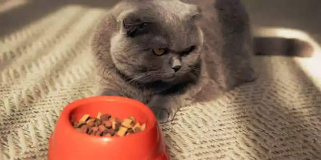 Kenapa kucing tidak mau makan