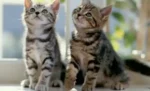 Ketahui Perbedaan Kucing Jantan dan Betina dengan 4 Cara Cepat Ini