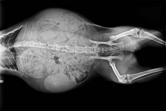 Ciri Ciri Kucing Birahi Memiliki Janin Saat Di X Ray