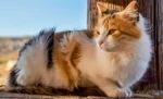 10 Fakta Unik Tentang Kucing Calico
