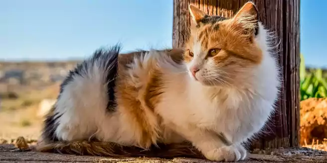 Fakta Unik Tentang Kucing Calico