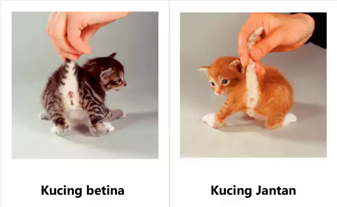 Gambar Perbedaan Alat Kelamin Dan Letak Anus Dari Kucing Jantan Dan Kucing Betina