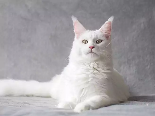 Kucing Putih Identik Dengan Kucing Bangsawan