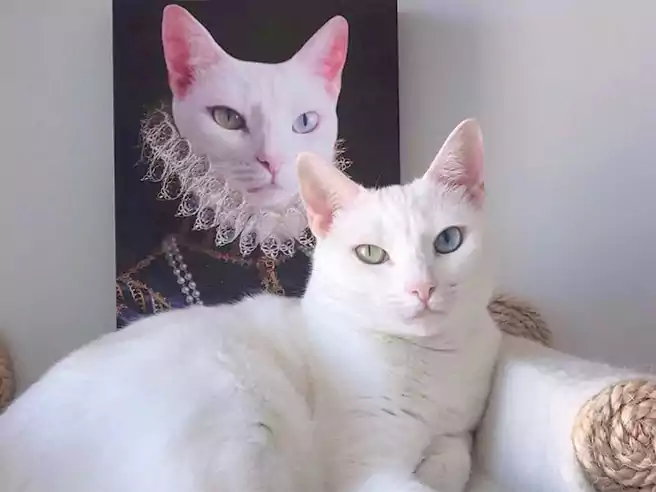 Kucing Putih Memiliki Corak Bulu Dan Warna Mata Yang Menarik