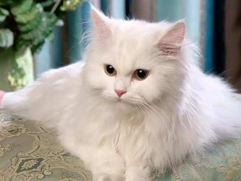 Kucing Putih Menjadi Simbol Keberuntungan Kebahagiaan Dan Kebajikan
