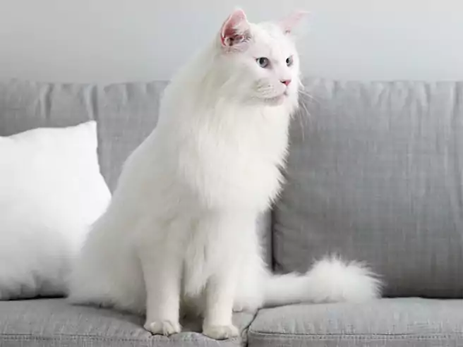 Kucing Putih Tidak Hanya Dari Ras Tertentu Saja