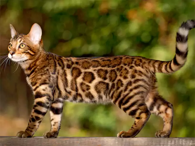 Kucing Termahal Di Dunia Kucing Bengal