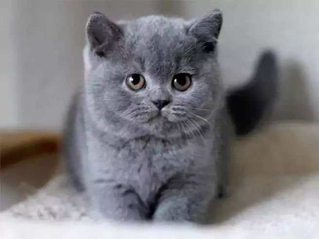 Kucing Termahal Di Dunia Kucing British Shorthair