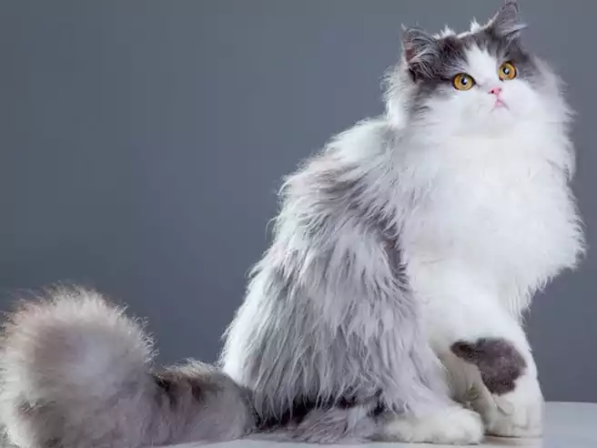 Kucing Termahal Di Dunia Kucing Persia