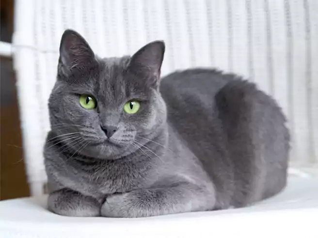 Kucing Termahal Di Dunia Kucing Russian Blue
