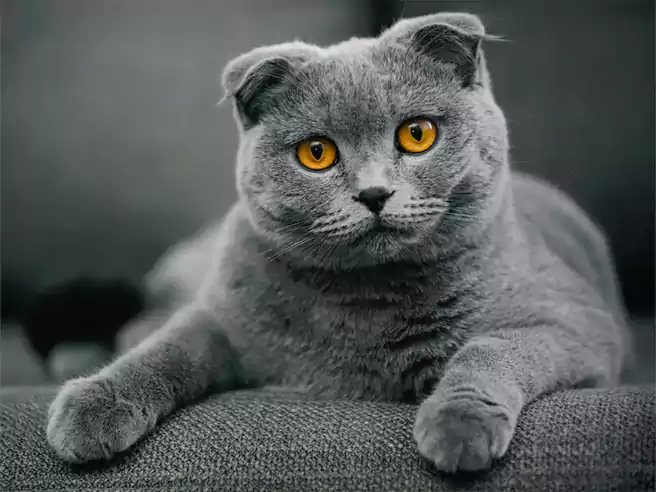 Kucing Termahal Di Dunia Kucing Scottish Fold