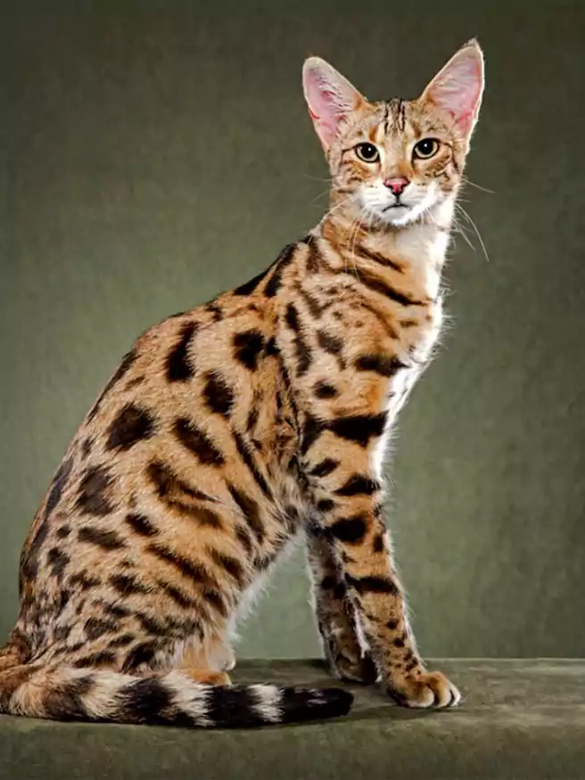 Kucing Termahal Di Dunia Nomor 1 Kucing Ashera