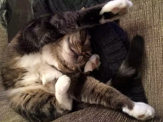 Kucing Tidur Dengan Posisi Aneh Dan Terlihat Seperti Tidak Nyaman