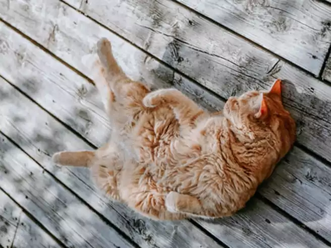 Kucing Tidur Dengan Posisi Belly Up Atau Terlentang