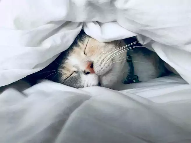 Kucing Tidur Dengan Posisi Bersembunyi Di Bawah Selimut