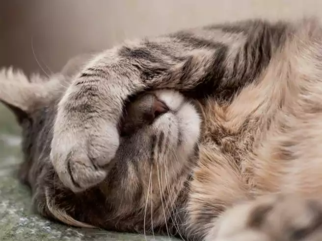 Kucing Tidur Dengan Posisi Kaki Depan Menutup Muka Kucing