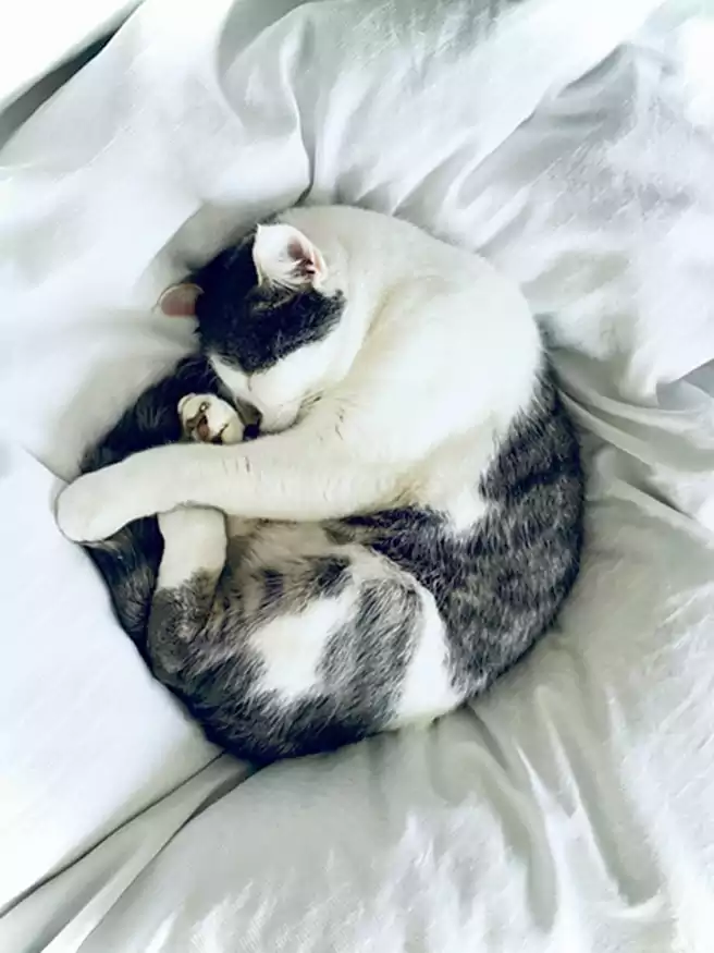 Kucing Tidur Dengan Posisi Meringkuk Seperti Bulan Sabit