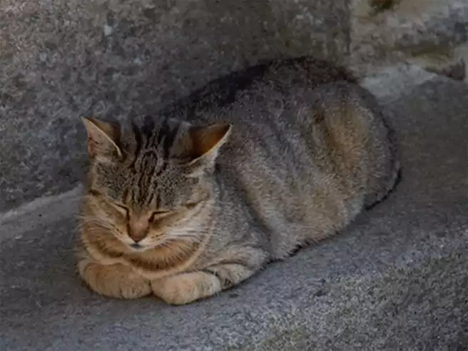 Kucing Tidur Dengan Posisi Seperti Roti Tawar