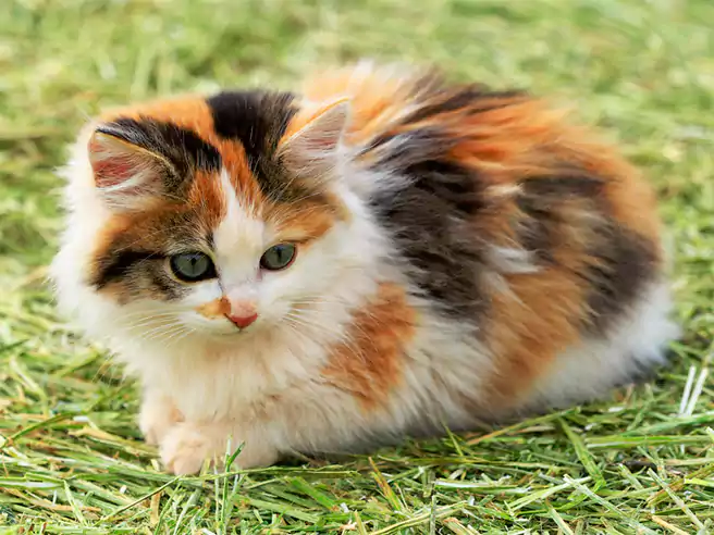 Mayoritas Kucing Calico Belang Tiga Berjenis Kelamin Betina