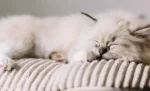 10 Posisi Kucing Tidur serta Arti Dibalik Kebiasaan Tersebut