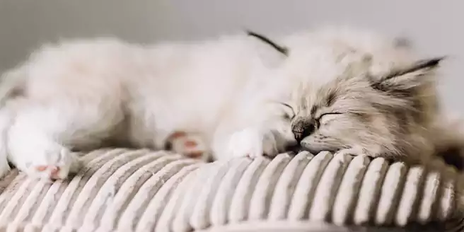 Posisi Kucing Tidur Serta Arti Dibalik Kebiasaan Tersebut