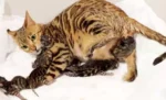 Kucing Melahirkan: Ciri-Ciri, Penanganan, dan Perawatan Pasca Lahiran