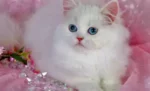 10 Alasan Kenapa Kucing Putih Spesial
